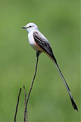 Scissor-tailed Flycatcher